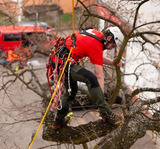 Arnes de arborismo Sherman Rock Empire